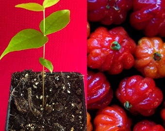 Surinam Cherry RED Eugenia Uniflora Pitanga PLANT Potted Fruit Tree - No resinous aftertaste