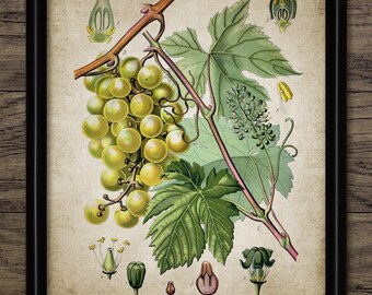 Vintage Grapes Print - Kitchen Decor - Grape Vine - Bunch Of Grapes - Wine Making Art - Printable Art - Single Print #1328 -INSTANT DOWNLOAD