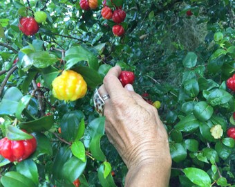Surinam Cherry SEEDS/Eugenia uniflora/Maui Seeds/Pitanga/HAWAII Fruit Seeds/Tropical Cherry/Edible Landscaping/Tropical Fruit Seeds/Hawaii