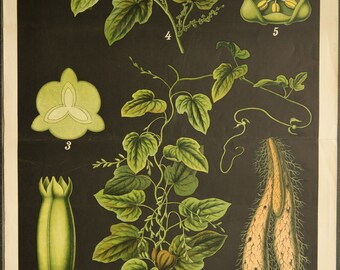 Vintage Botanical Chart Yam Dioscorea Sativa L. Lithograph School Chart