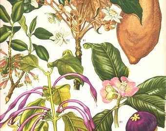 Vintage Botanical Print 1970 Color Art Wild Flowers Original Book PLATE 118 Beautiful Mango Purple Fruit White Pink Flowers Tropical Plants