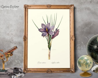 Botany Room Decor, Floral Nursery Decor, Crocus Bloom Poster, Vintage Crocus Print, Crocus Wall Art, Crocus Decor, Crocus Print - E11_19