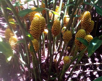 Beehive ginger live rhizome tropical plant live with roots