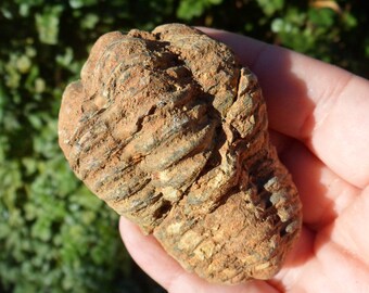1 pc Trilobite Fossil from Morocco