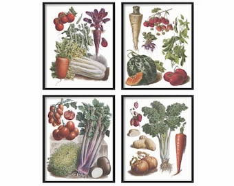 Botanical Vegetable Print Set of 4 - Botanical Illustration - Kitchen Wall Art - Kitchen Print Set - Vintage Prints Art - Vintage Prints
