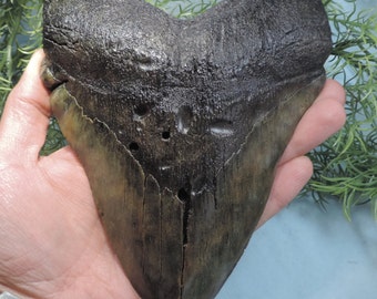 7'' Megalodon Tooth Replica!!