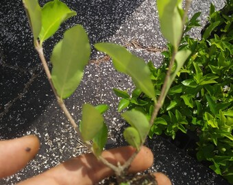 Barbados Cherry / Acerola Cherry Live Plant FREE SHIPPING INCLUDED