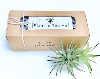 Air Plant Gift Sets - Available in sets of 2, 3 and 4