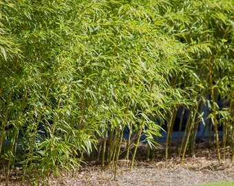 Giant Gray - Live Bamboo Plant