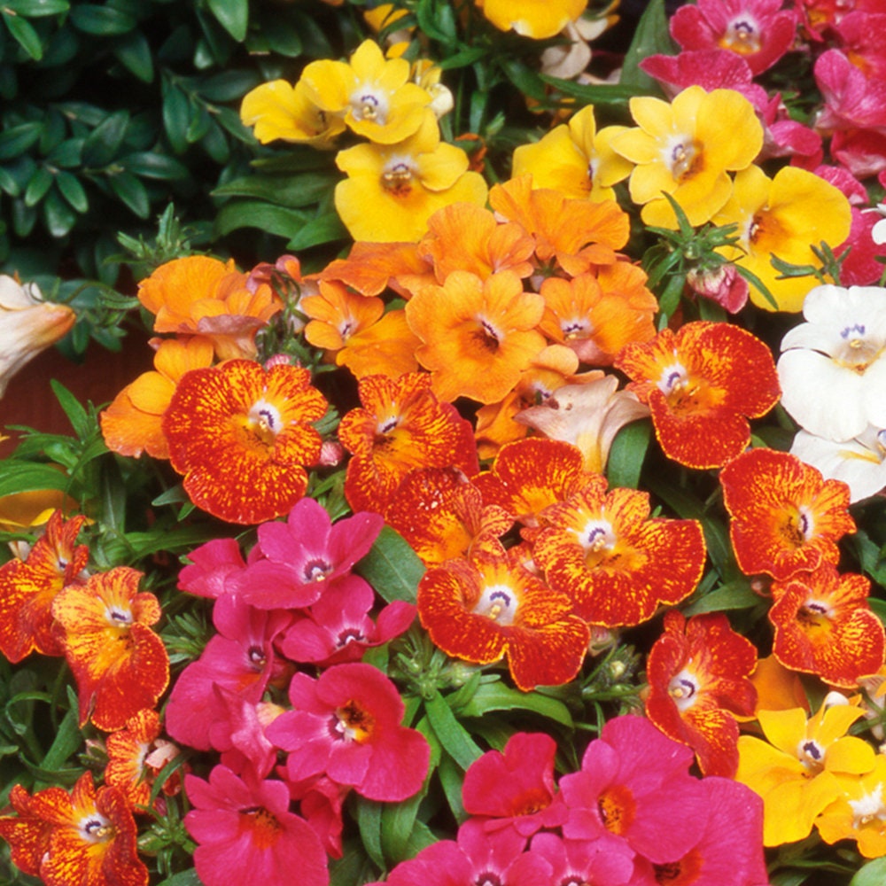 Немезия Nemesia Mix Sundrops