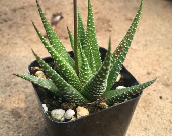 2" Succulent - Haworthia attenuata