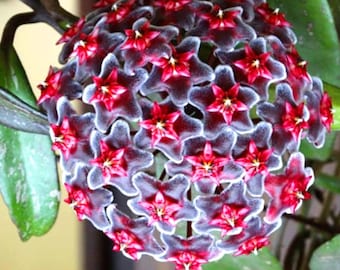 Hoya Plant Pubicalyx Royal Hawaiian Purple, Rarität! Sehr blühfreudig + wüchsig! Worldwide shipping + flat fee!