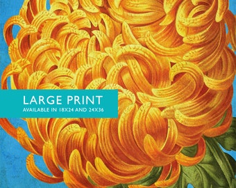 Chrysanthemum Print Chrysanthemum art botanical print flower kitchen decor floral print floral wall decor wall art - Large Giclee