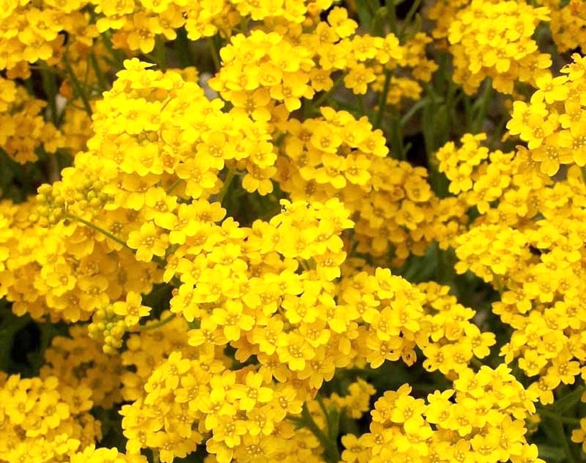 Какие цветы цветут желтыми цветами. Алиссум скальный. Вербена желтая. Алиссум желтый многолетний. Вербена цветок желтый.