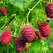 Raspberry Plants "Nantahala" Price Includes Four (4) Plants