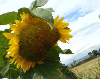 AMERICAN GIANT Sunflower Seeds / If You are a Monster Sunflower Fanatic Like Me, You Have to Try this Giant from the Good Old, USA!!!