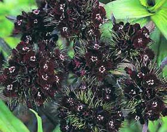 Dianthus Barbatus Nigrescens 'Sooty' - 50 Seeds - Sweet William