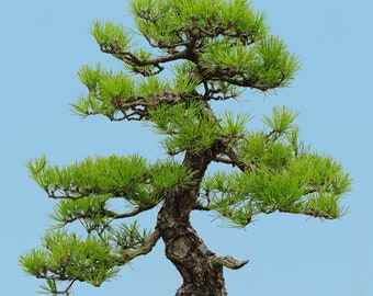 Japanese Red Pine 10 Seeds Bonsai/Garden