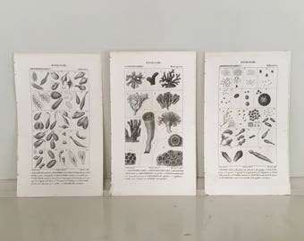 c. 1816 SEA LIFE PRINTS - set of 3 - antique marine animal prints - ocean life engraving by Turpin - Marine biology - microscopic sea life