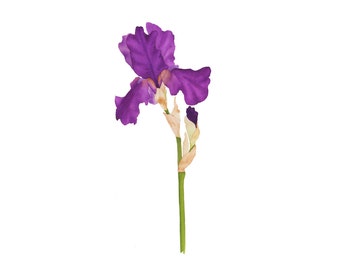 Purple Iris Watercolor Original Botanical Painting / Detailed Contemporary Realistic Minimalist Floral Fine Art / Garden Flower Illustration