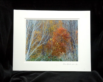 Autumn In The Woods Limited Edition 8x10 Print By Thomas Minutolo