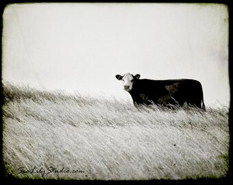 Cow photo 24x30 : black and white photography nature rural farm moo cattle ranch cowboy home decor