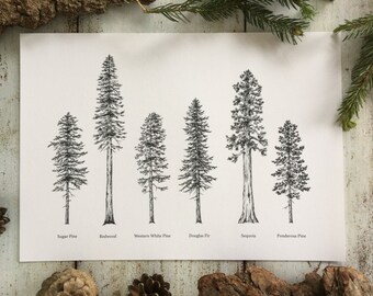 Evergreen Trees - Print A4