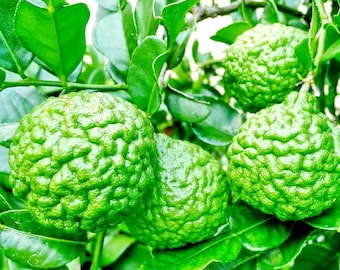 Heirloom Kaffir Lime/Citrus hystrix/Leech Lime/Makrut Lime/Mauritius Papeda, Organic Tropical Fresh Vegetable/Herb seeds