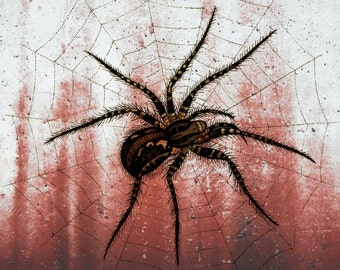 Spider Web, Web Art, Web Spider, Spider Web Art, Halloween Spider Web, Halloween Spider, Halloween Art, Spider Art, Spider Web Halloween