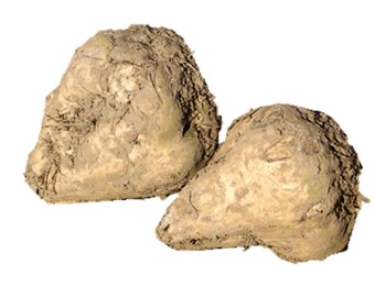 Beet Sugar (30 thru 25 LB seeds) Save Giant White Beet for Plot & Survival! C16