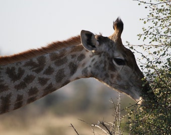 Giraffe South Africa