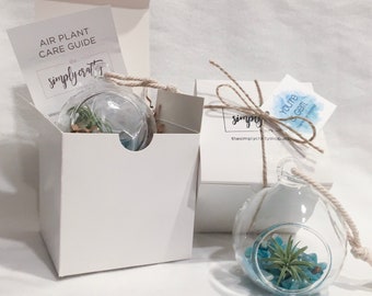 Mini Glass Terrarium / 2.35" Orb / Bulk Air Plant Terrarium / Company Gift / Shower Favors / Party Favors / Wedding Favors / Bulk Gift Ideas