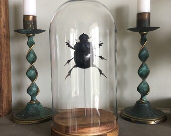 Large Scarab Beetle Taxidermy Display
