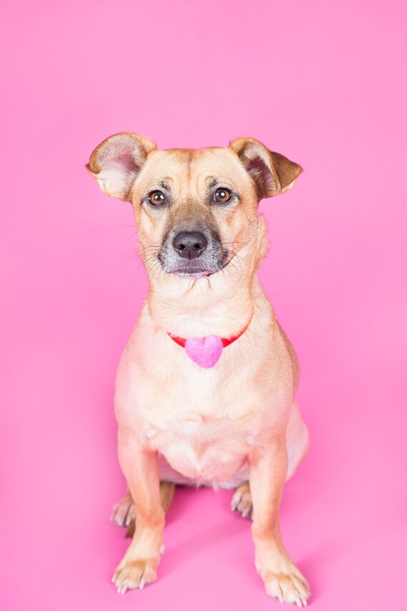 Dog Heart Collar || Animal Collar || Dog Tag || Dog Necklace || Heart Necklace || Pink Heart