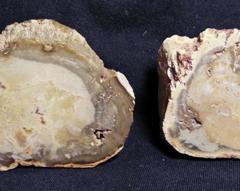 Thick Petrified Wood Slab - Madagascar