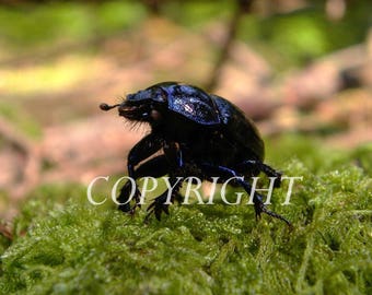 Dung beetle that seems to find his way. macro photo.