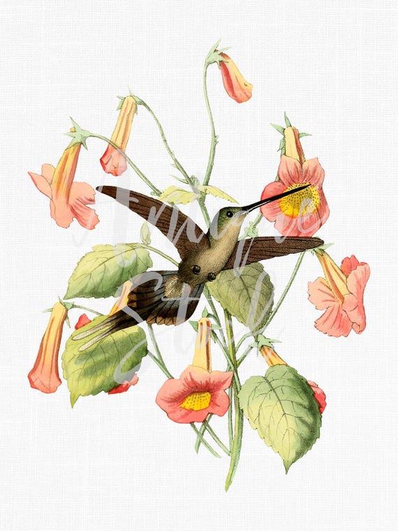 Bird Clipart 'Straight-billed Hermit' Digital Download