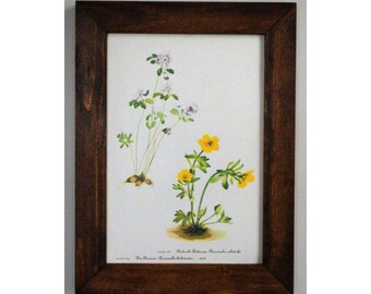 Framed Vintage 1950's Botanical Print