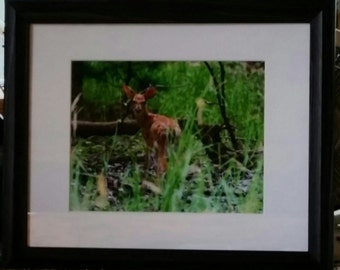 Framed Original Fine Art Photo of Young Whitetail Fawn