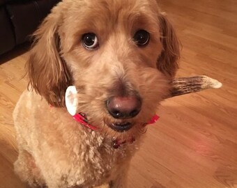 1lb of Antler Chews