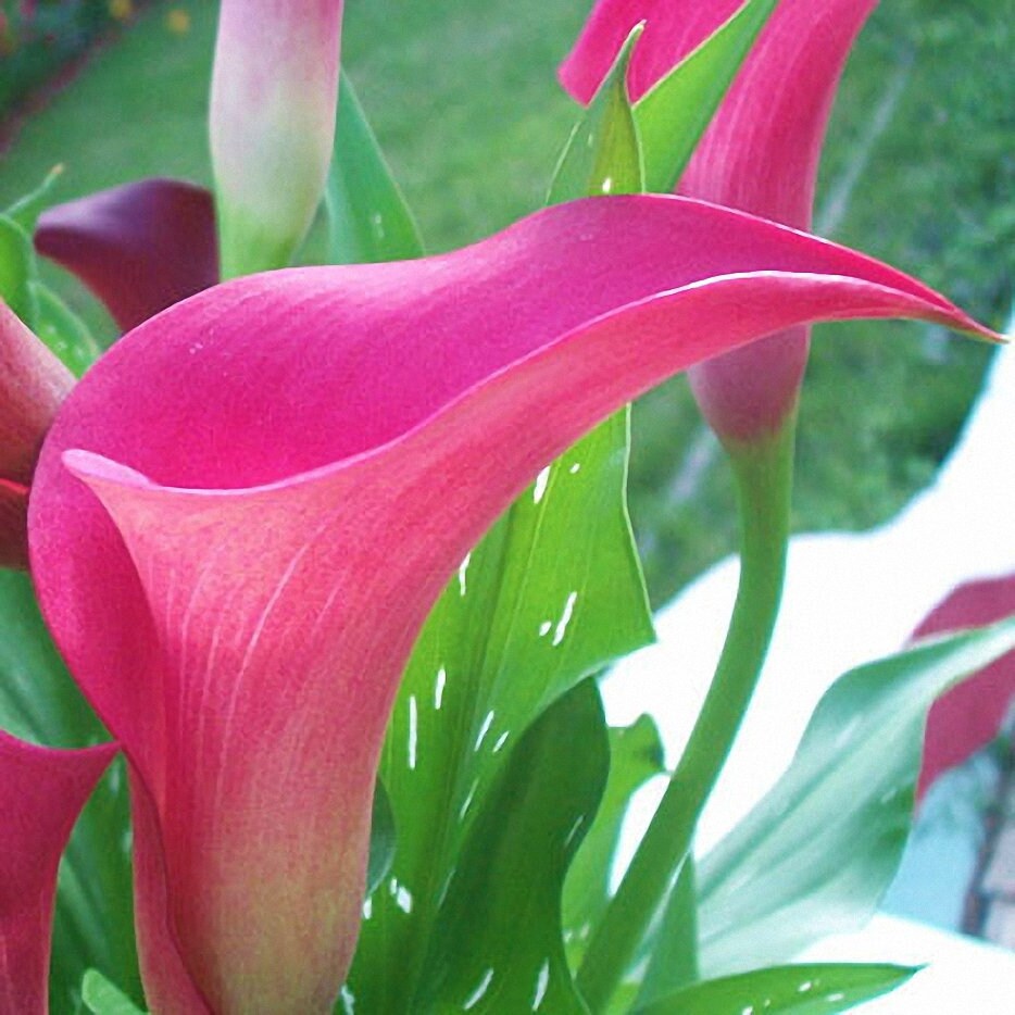 луковицы каллы. калла блэк диамонт. калла клубневая сорт. калла албомакулата. луковицы каллы фото.