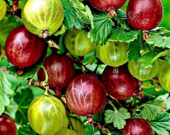 Gooseberry, bush, cutting, rooted plant