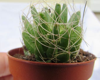 Cactus of The Month Club