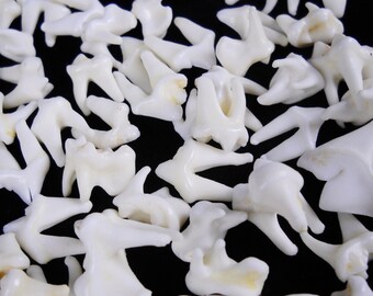 Multipack 3/8"-1" Coyote teeth molars real bone taxidermy tooth