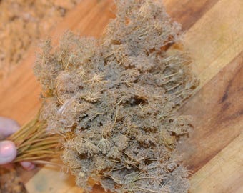 Queen Annes Lace, Dried Queen Annes Lace