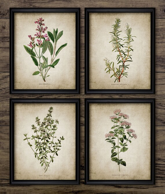 Herb Print Set of 4 - Oregano - Rosemary - Sage - Thyme