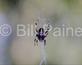Spider and web - Nature photography - Digital download - color photography - Nature art - spider photography