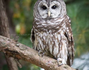 Barred Owl print signed by photographer 8x10 11x14 5x7