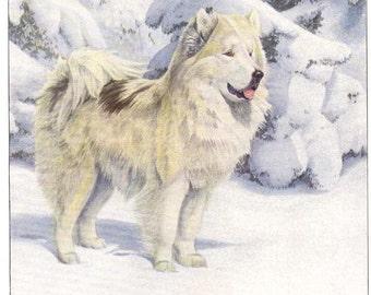 1919 Print North Greenland Eskimo Dog in Snow by Louis Agassiz Fuertes