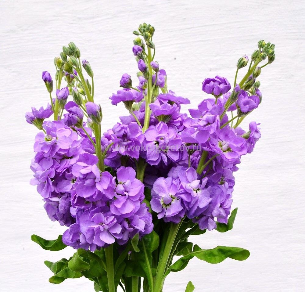 маттиола левкой. маттиола левкой. маттиола априкот. маттиола седая. маттиола katz apricot.